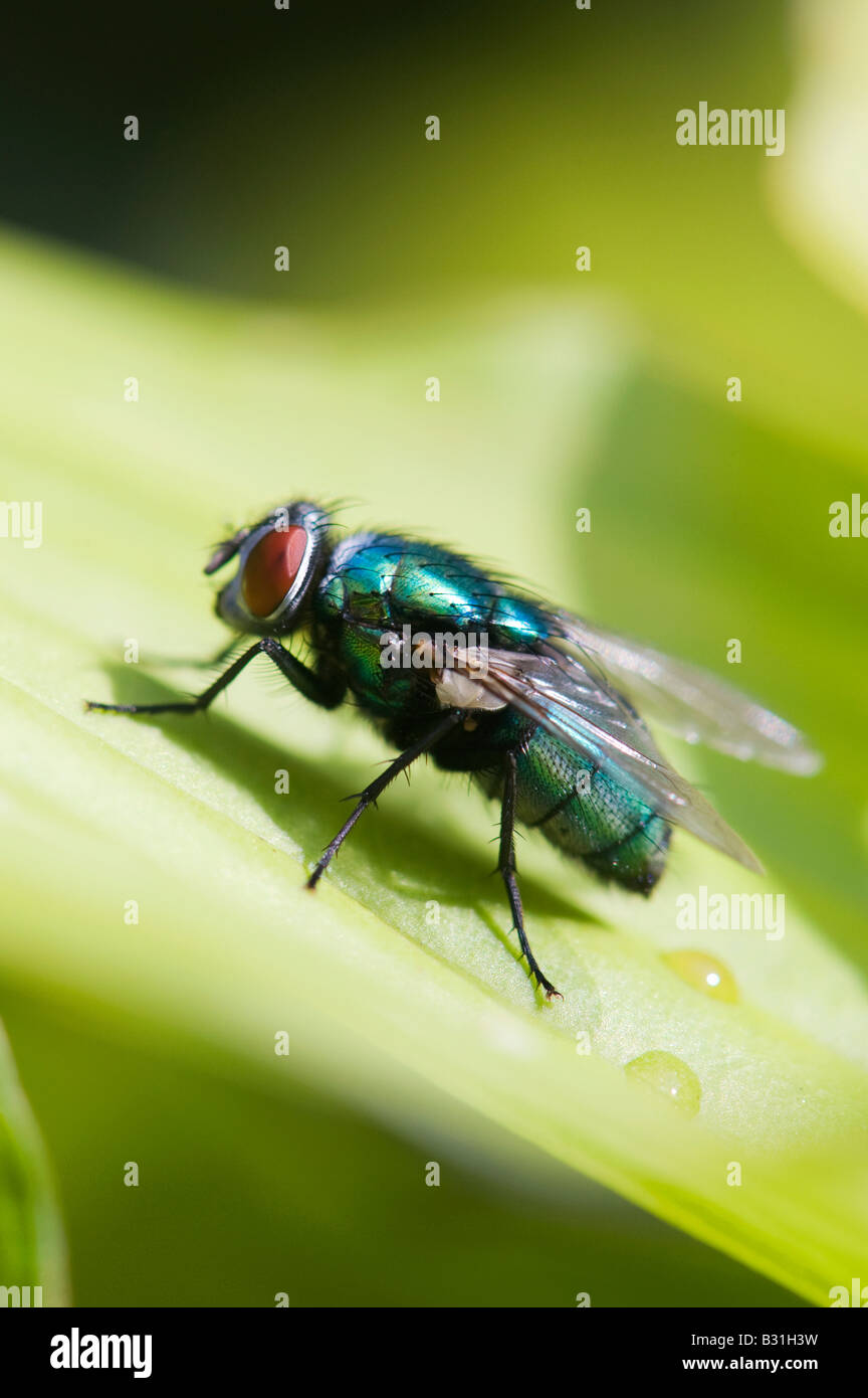 Green bottle fly Stock Photo