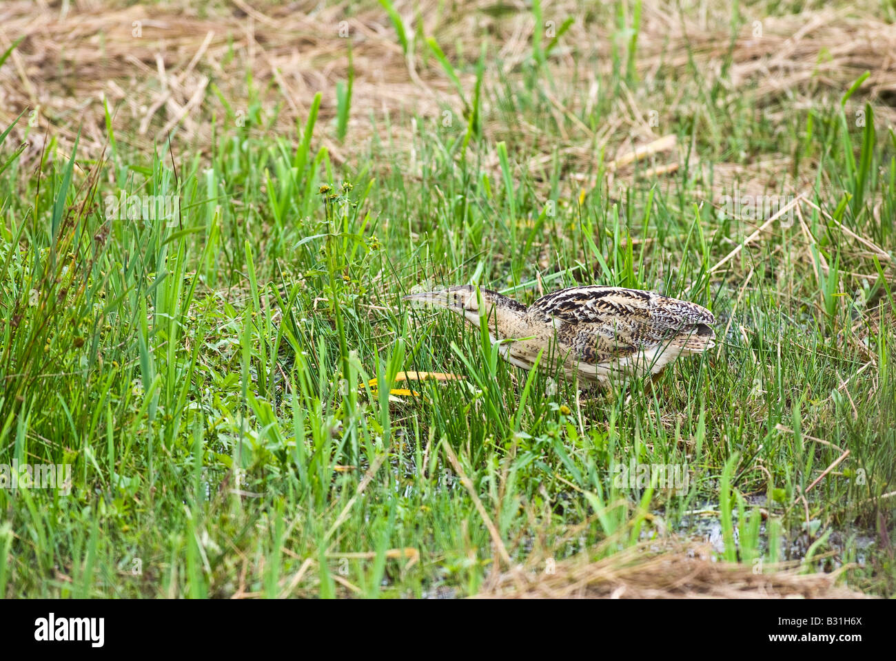 Bittern - Botaurus stellaris Stock Photo