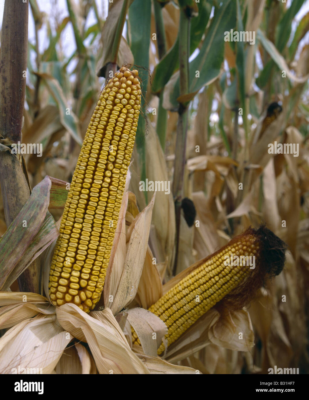EXCELLENT CORN NEBRASKA Stock Photo Alamy