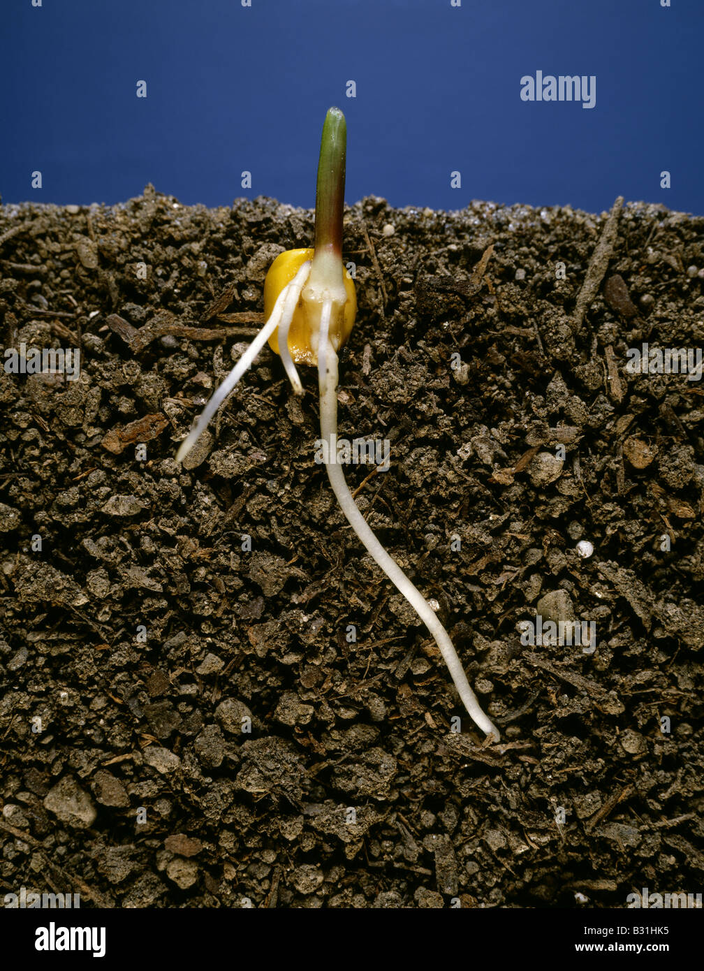 Corn seed germinating hires stock photography and images Alamy
