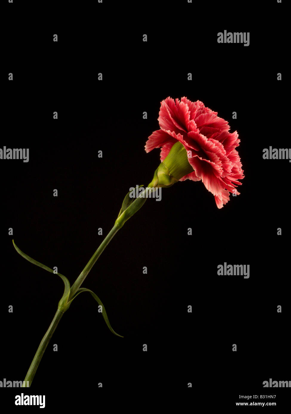 Red Carnation Flower on Black Background Stock Photo - Alamy