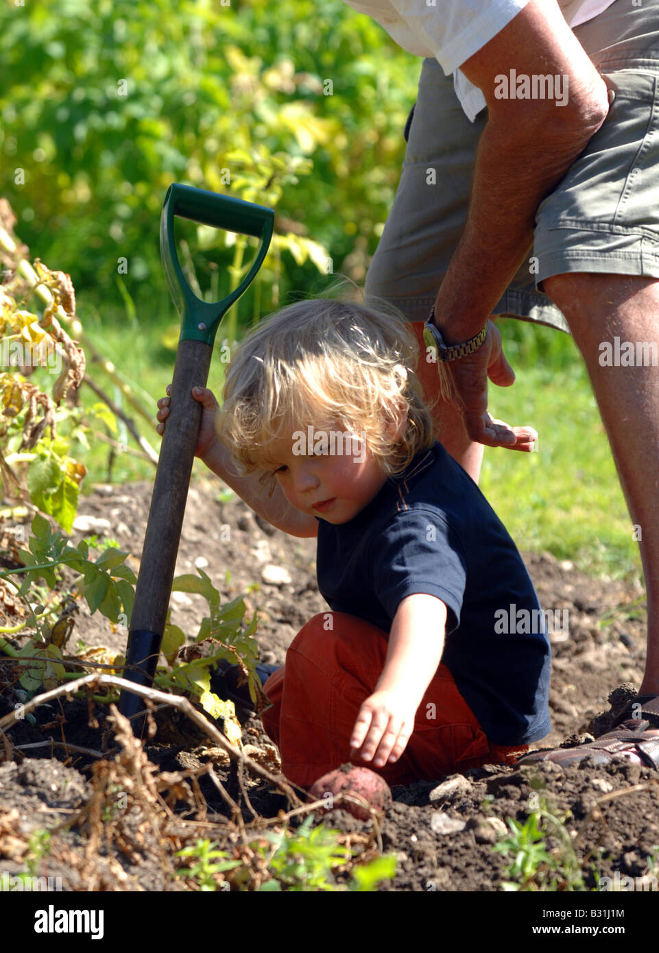 Child helping to dig up potatoes in a garden Stock Photo