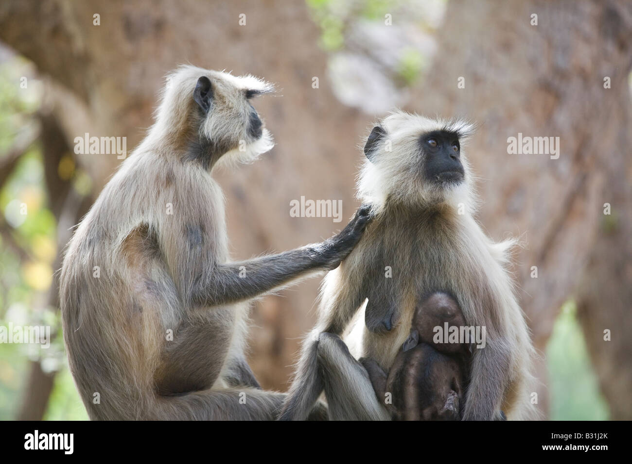 A family of Langur monkeys in Ranthambore National Park, India. Stock Photo