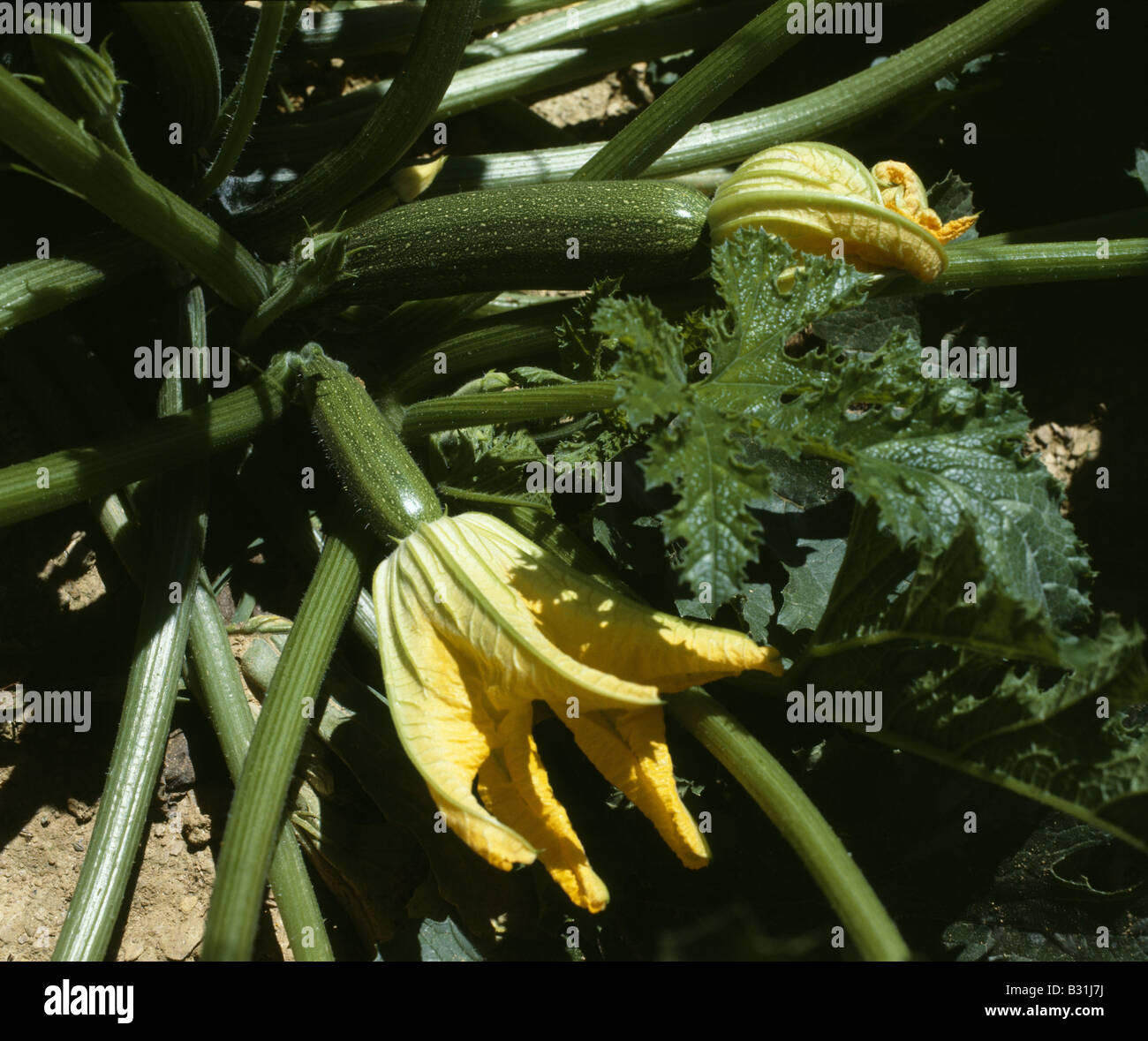ZUCCHINI SQUASH FLOWERS PENNSYLVANIA Stock Photo Alamy