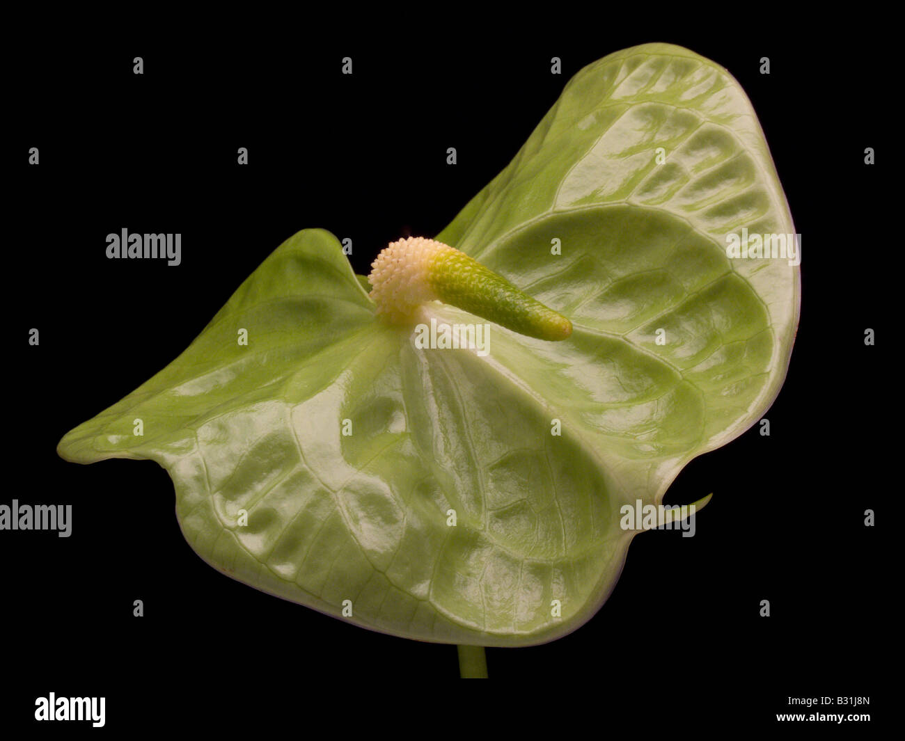 Single Green Anthurium Midori on Black Background Stock Photo