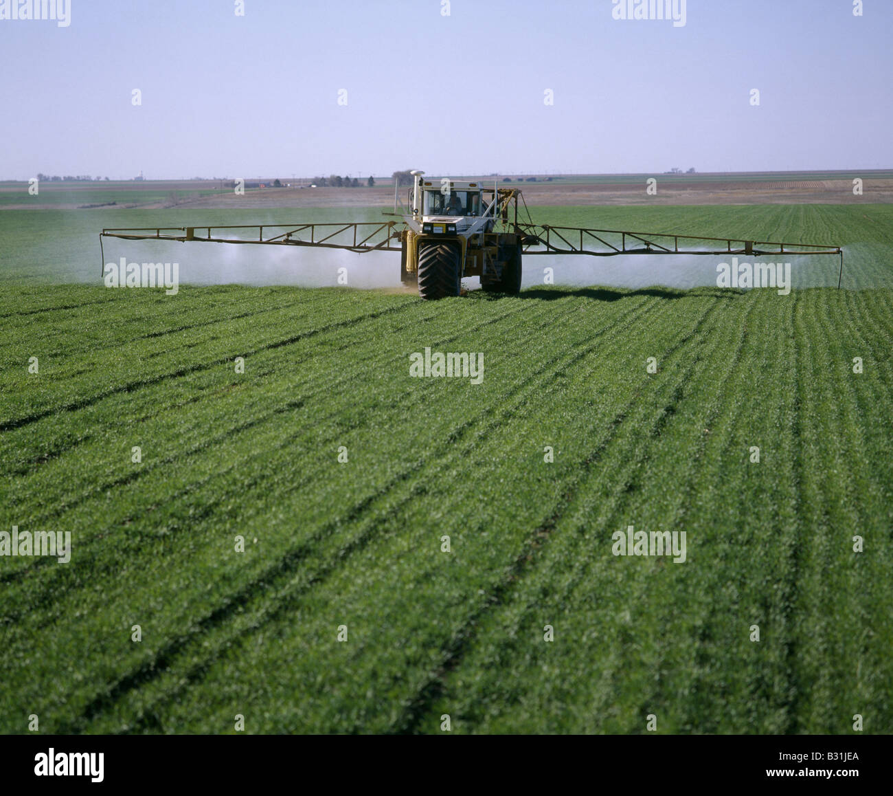 TOP DRESSING WHEAT WITH LIQUID FERTILIZER TEXAS Stock Photo Alamy