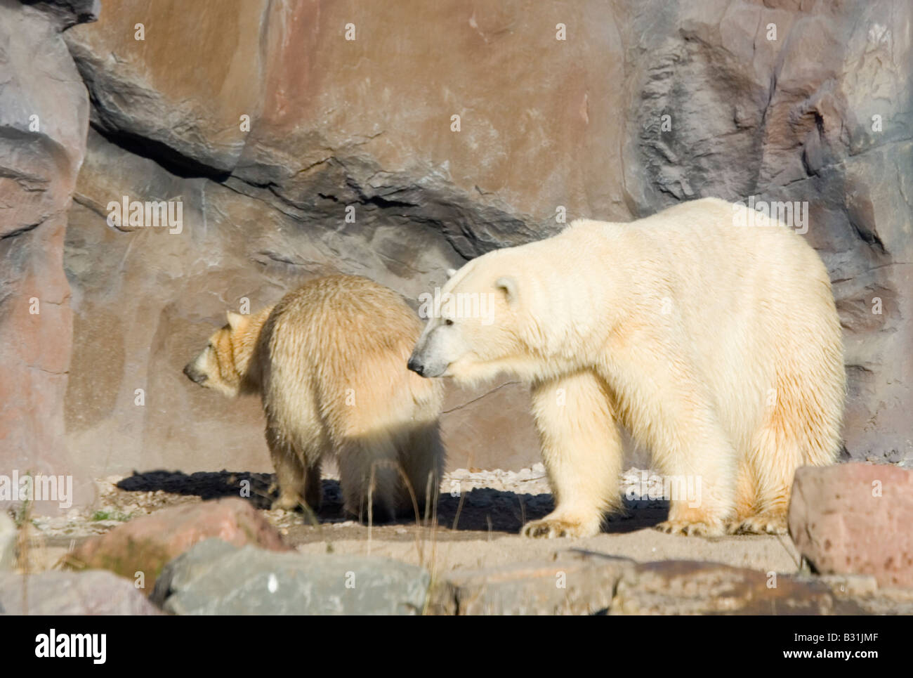 Polar bears family hi-res stock photography and images - Alamy