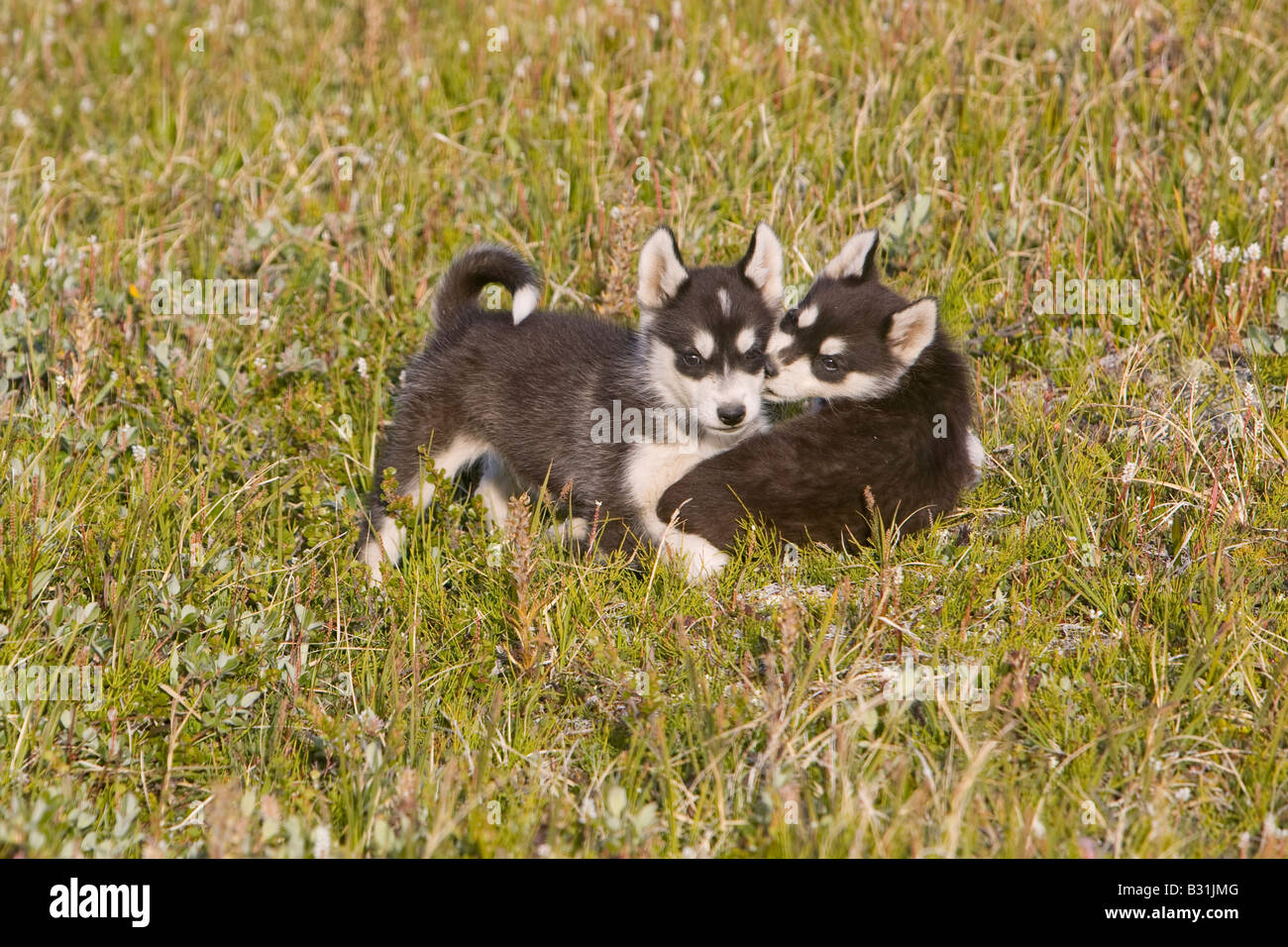Inuit sled dog husky puppies in Ilulissat on Greenland Stock Photo