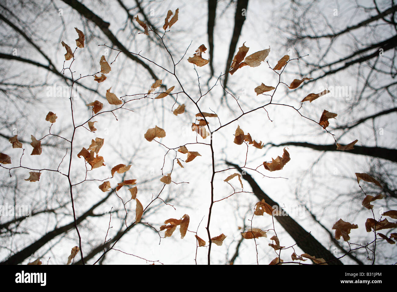 WINTER FOREST IN KETTLE MORAINE STATE FOREST NORTHERN UNIT WISCONSIN