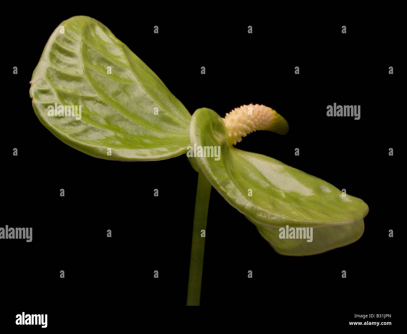 Single Green Anthurium Midori on Black Background Stock Photo