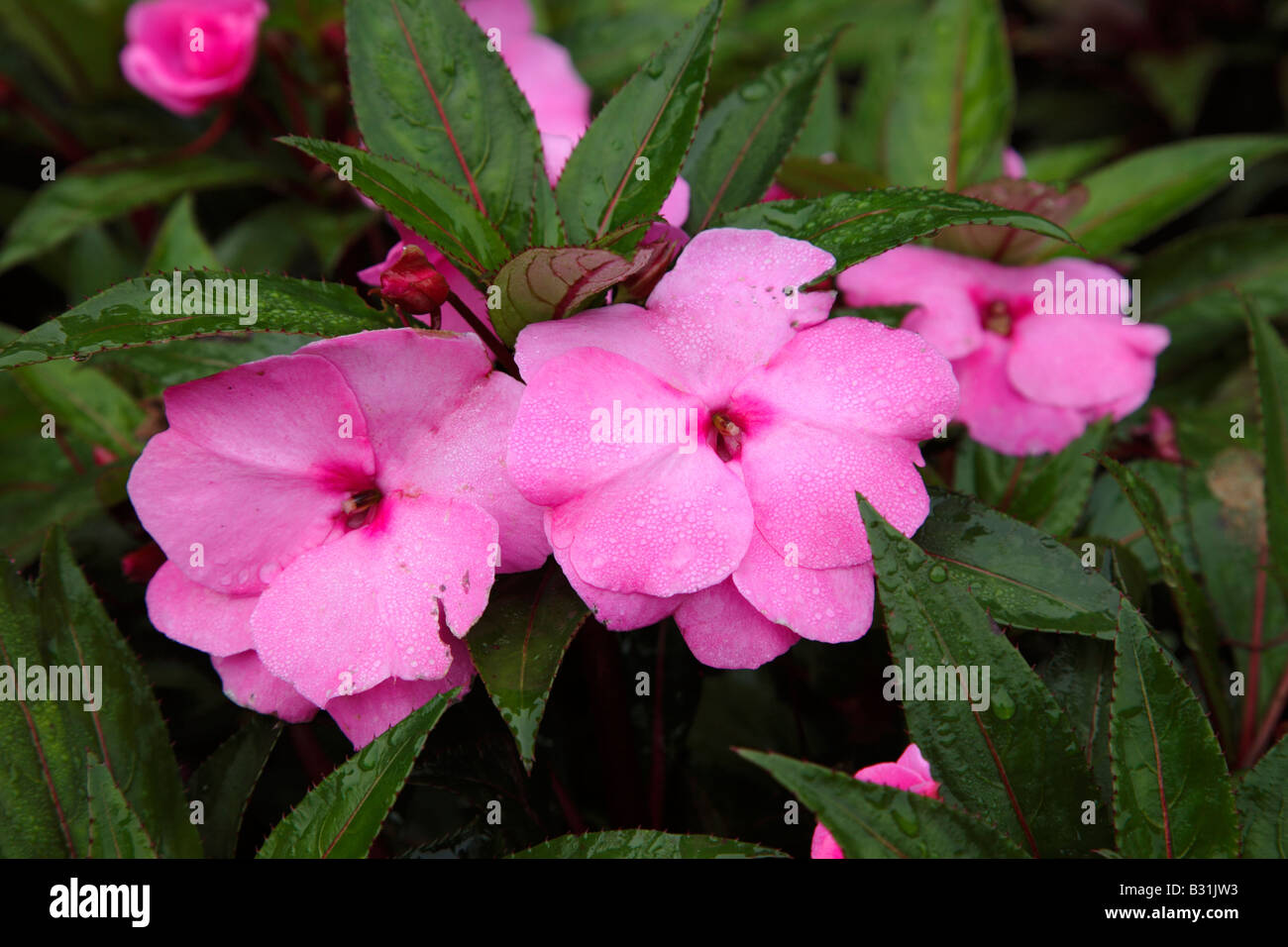New Guinea Impatiens during the summer months at Prescott Park in Portsmouth New Hampshire USA Stock Photo