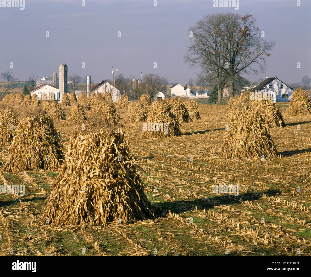 CORN SHOCKS AMISH FARMS N OF LEOLA RT 772 PA Stock Photo Alamy