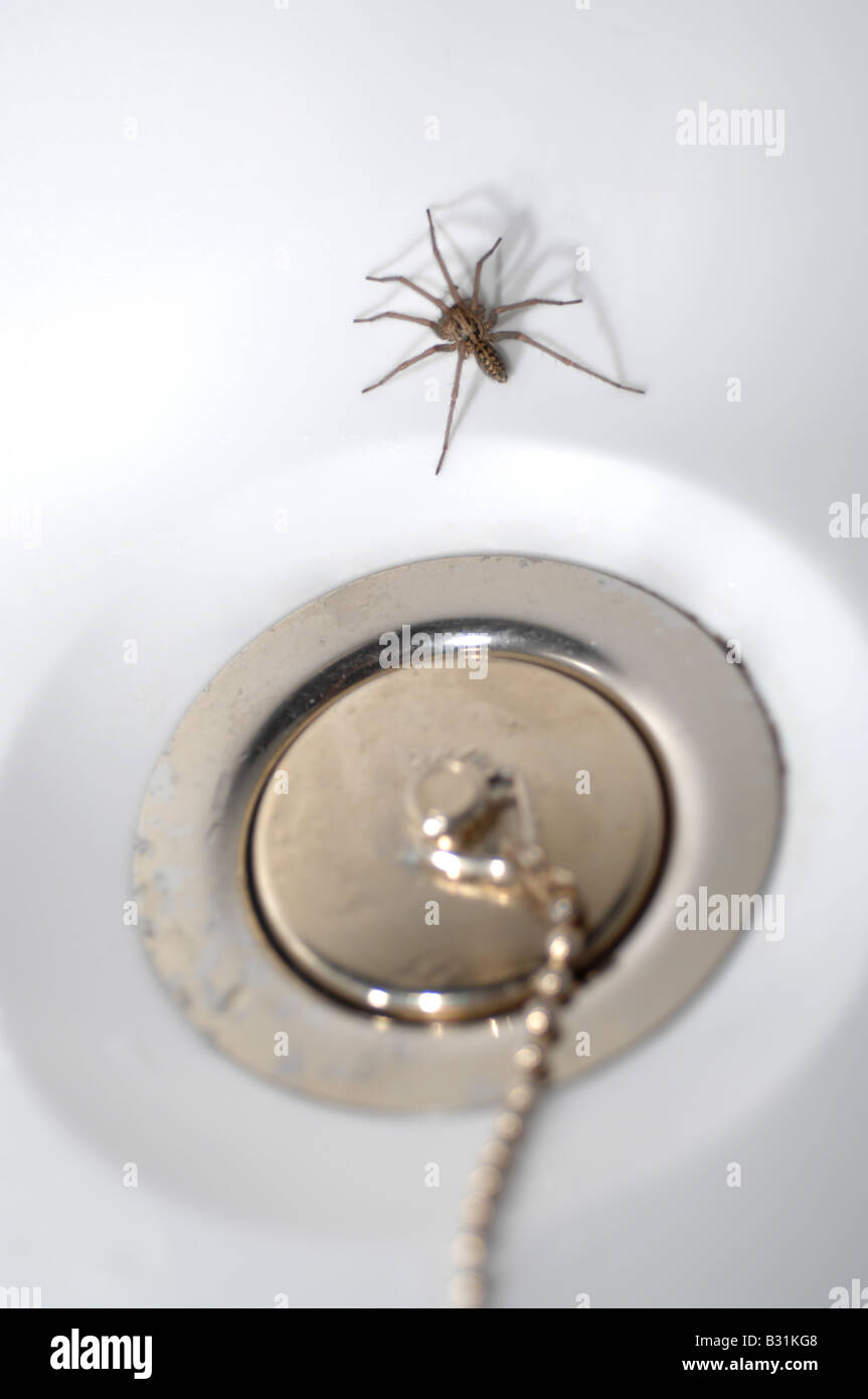Spider in the bath, "house spider" by plug in bath Stock Photo