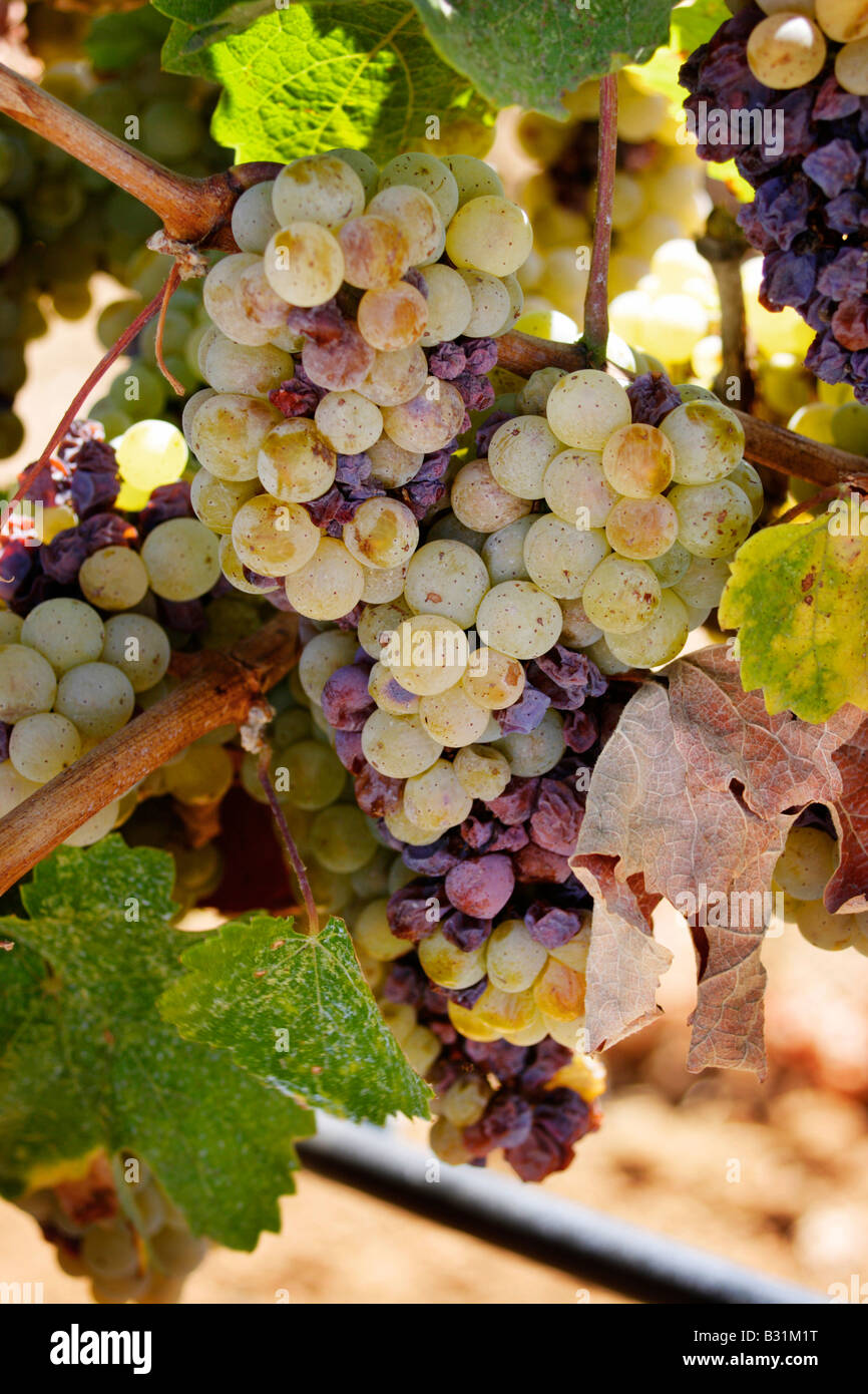 White wine grapes Stock Photo Alamy