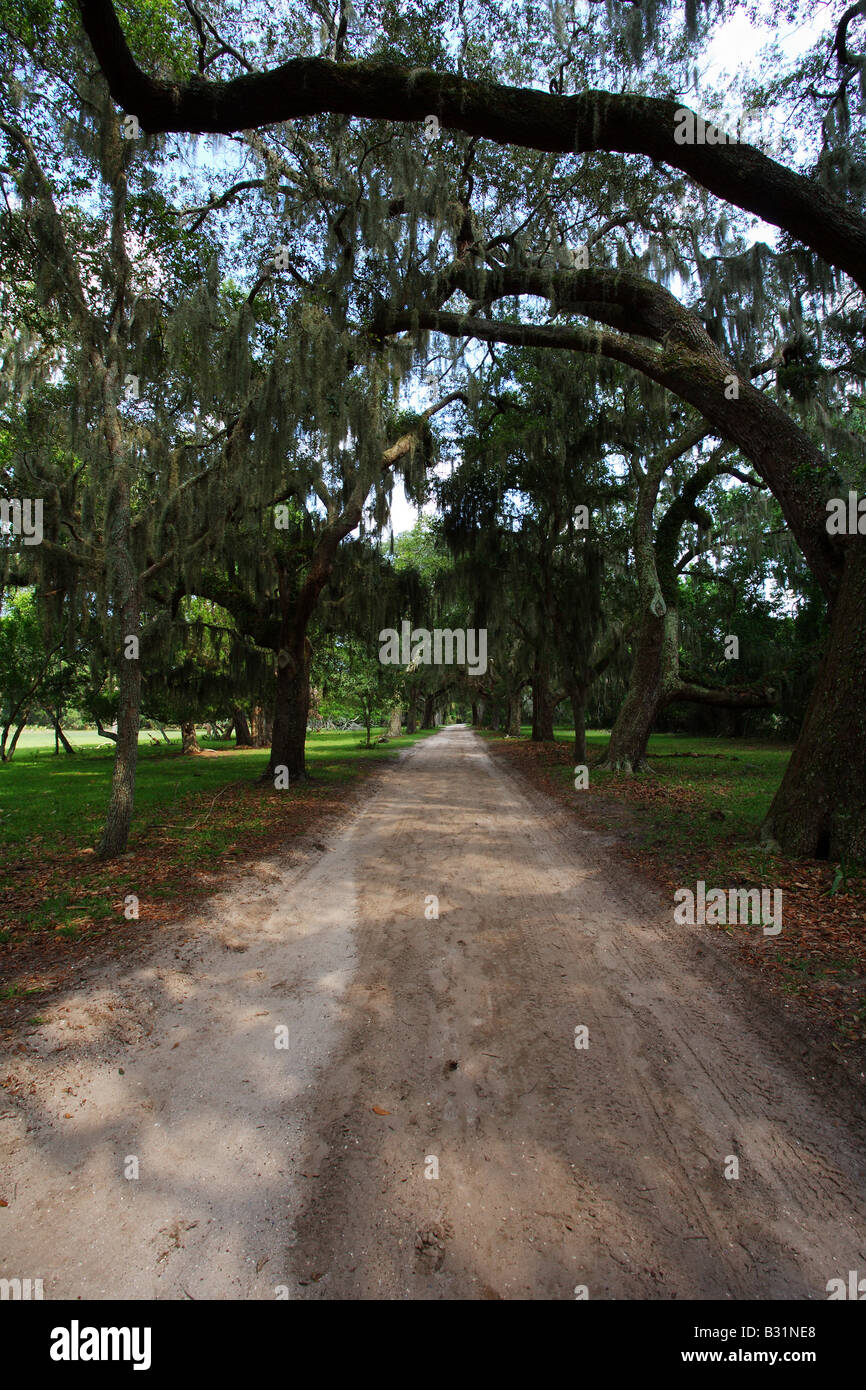 Live Oak Drive Cumberland Island Stock Photo Alamy