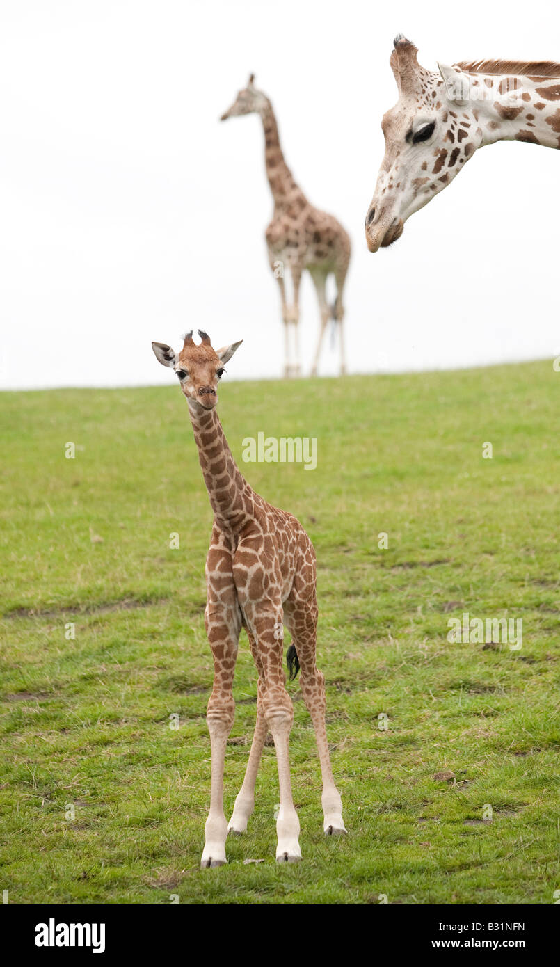 Picture Framed Print Mother and Baby Giraffe Walking through the Vegetation 