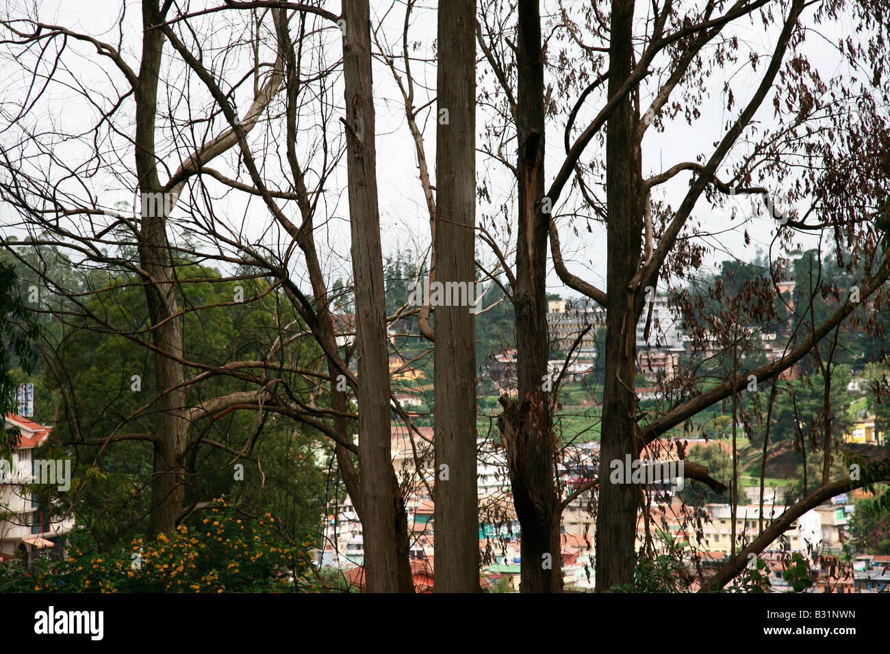Eucalyptus trees in ooty,india Stock Photo - Alamy