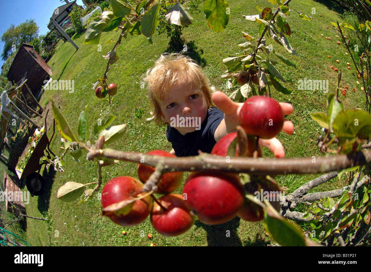 Child picks an apple from a tree Stock Photo
