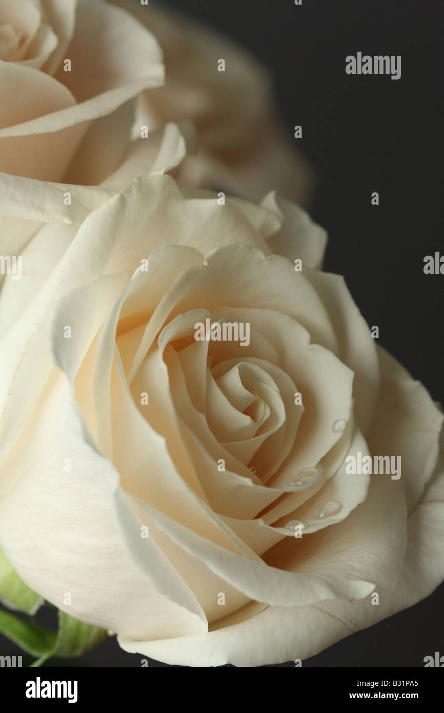 Beautiful White Roses Stock Photo - Alamy
