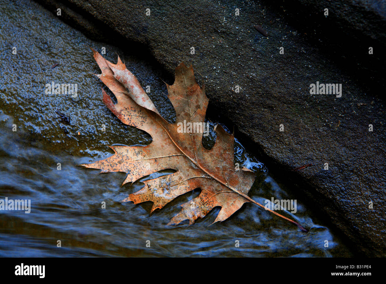 DEAD LEAF ON A ROCK BY THE STREAM STARVED ROCK STATE PARK NORTHERN ILLINOIS USA Stock Photo