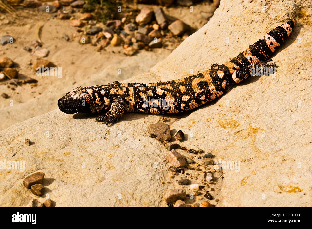 Gila Monster (Heloderma suspectum) one of two species of venomous