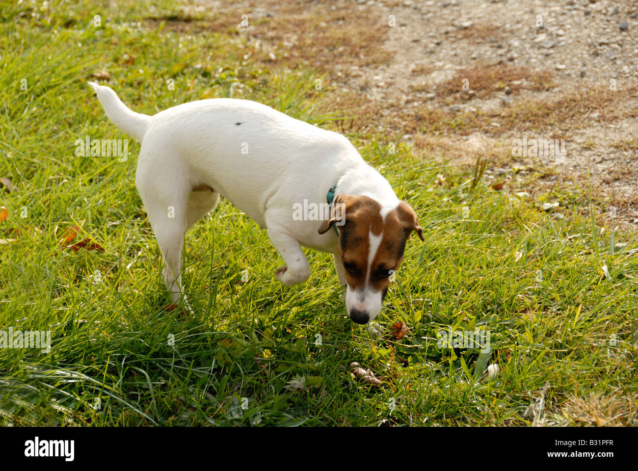Jack Russel Terrier dog Stock Photo Alamy