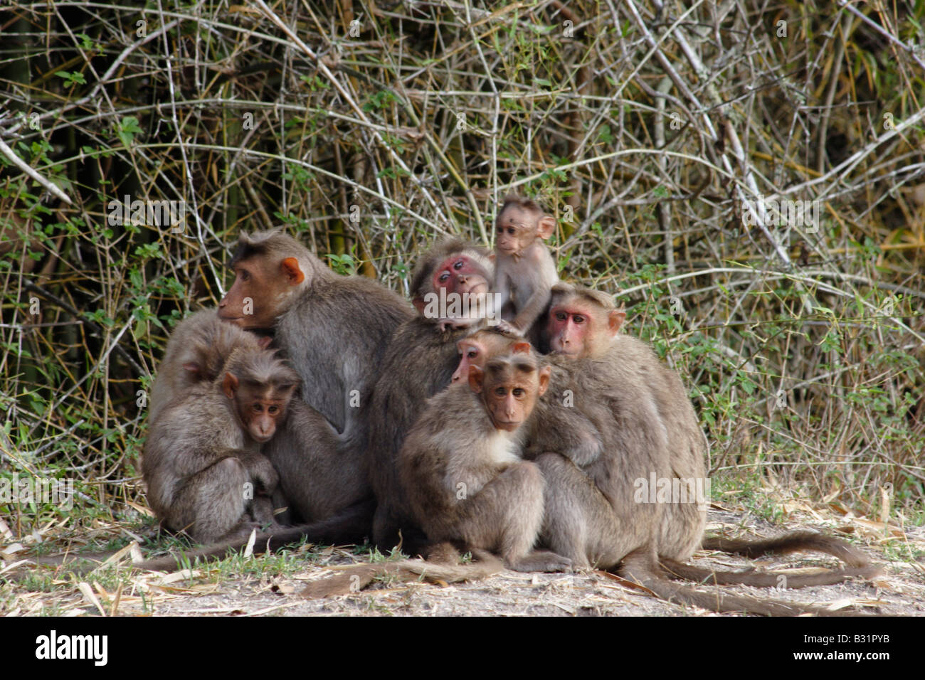 The Bonnet Macaque (Macaca radiata) is a macaque living in India. Stock Photo