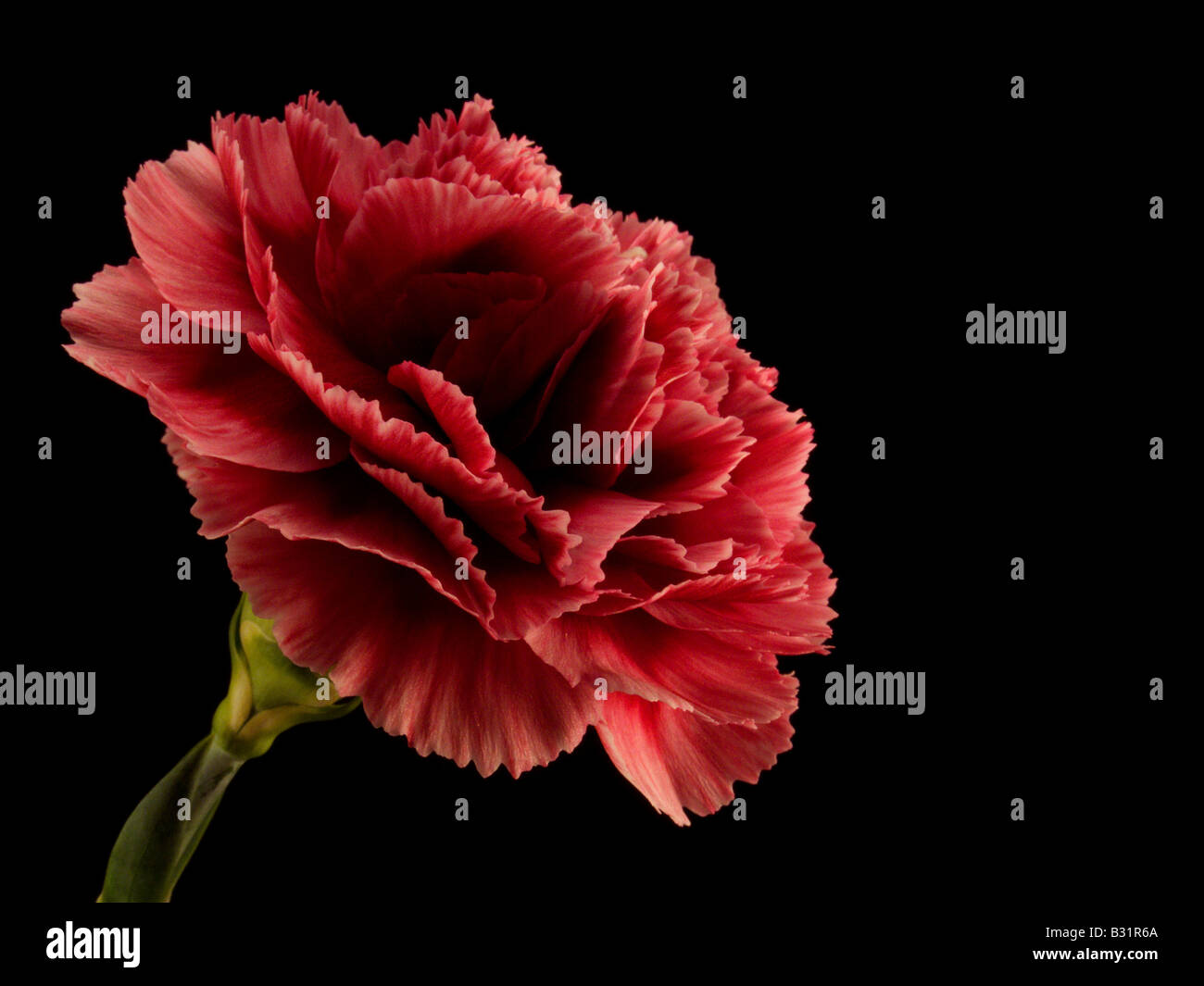 Macro Close Up of Red Carnation Flower on Black Background Stock Photo