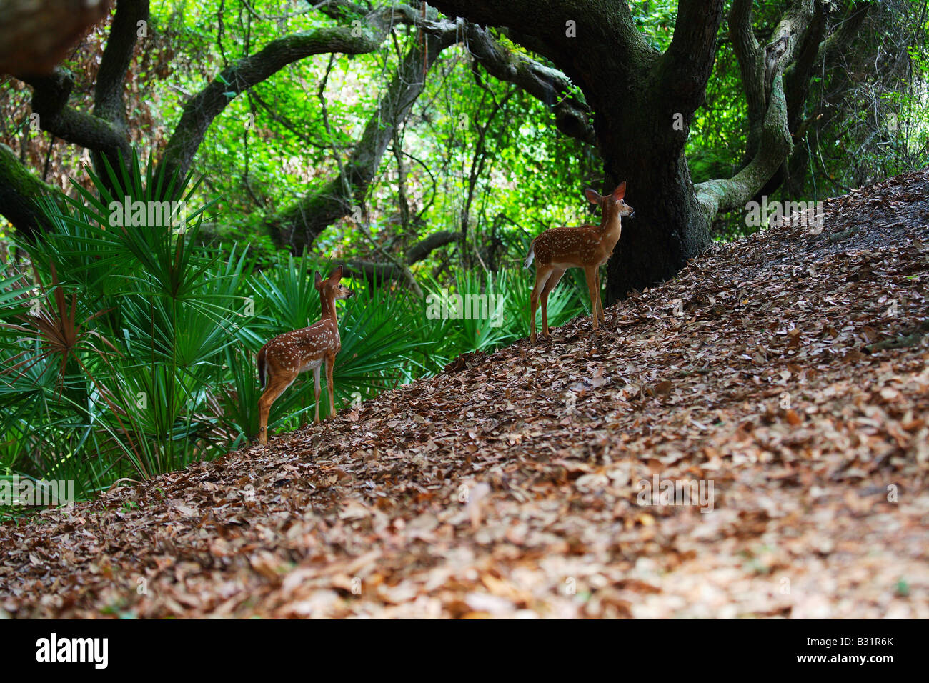 White tailed deer fawns relax in the shade on Cumberland Island Georgia Stock Photo