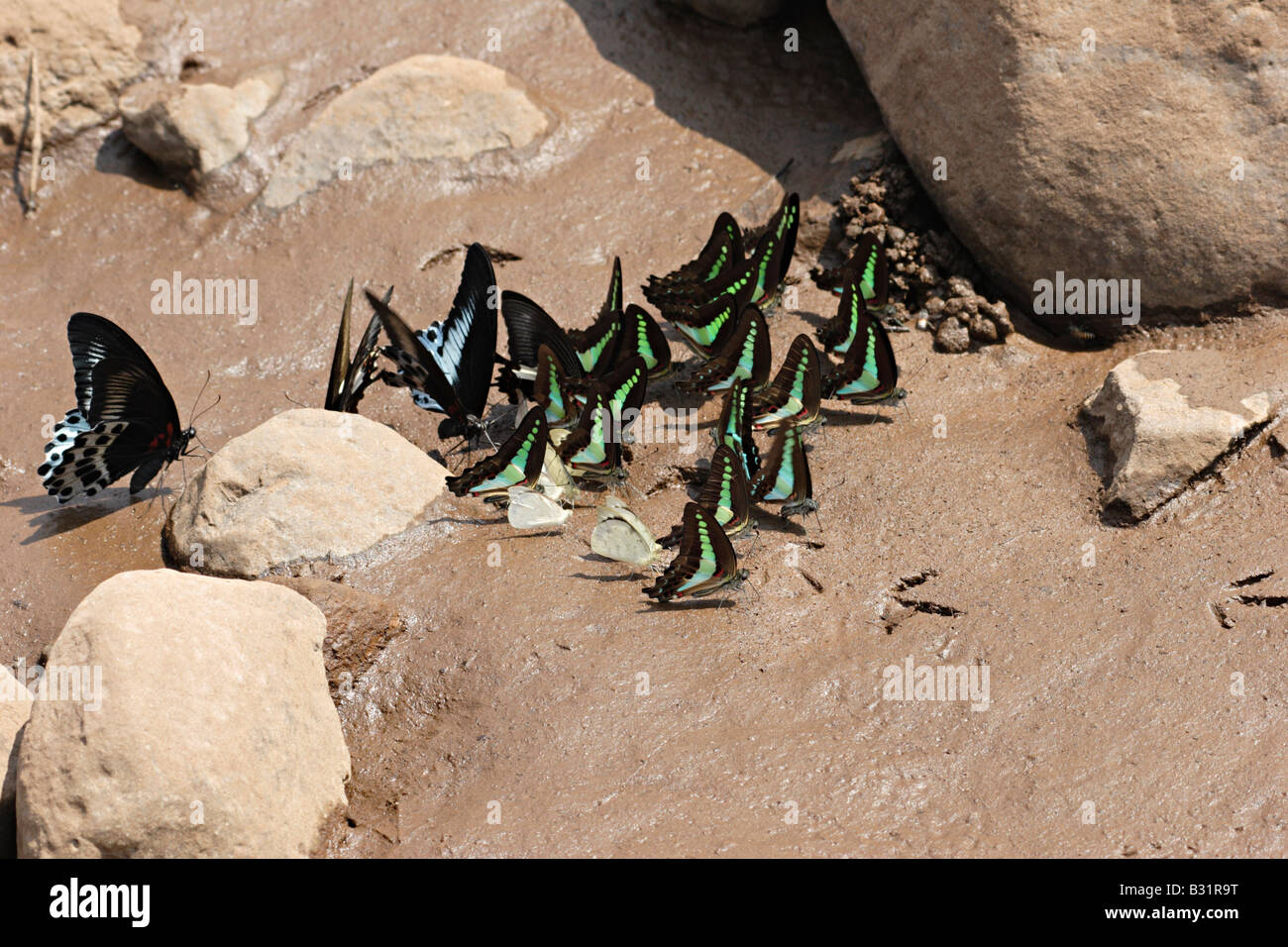 Graphium agamemnon papilionidae butterfly hi-res stock photography and ...