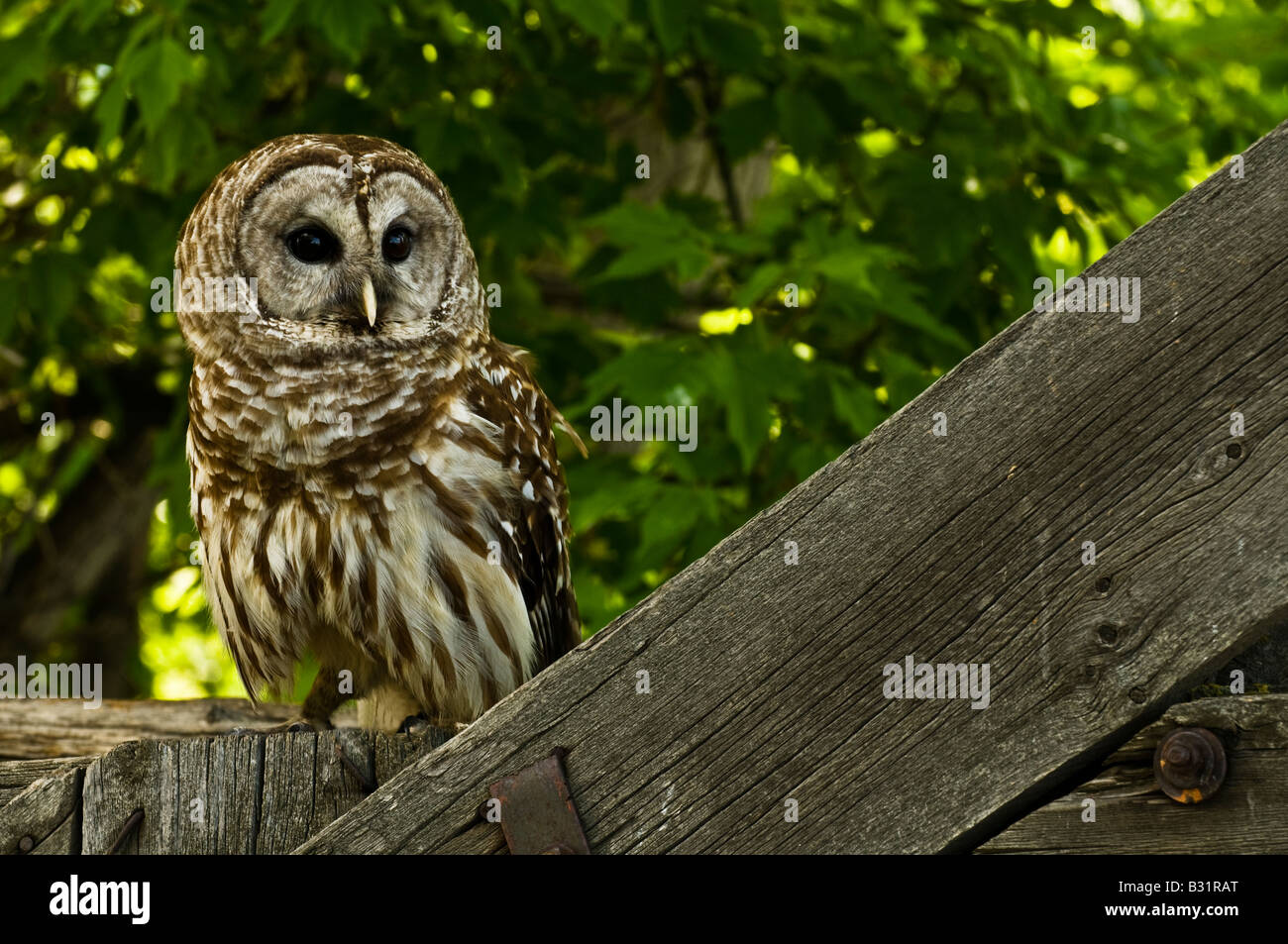 Barred Owl (Strix varia) perched on a fence Stock Photo - Alamy