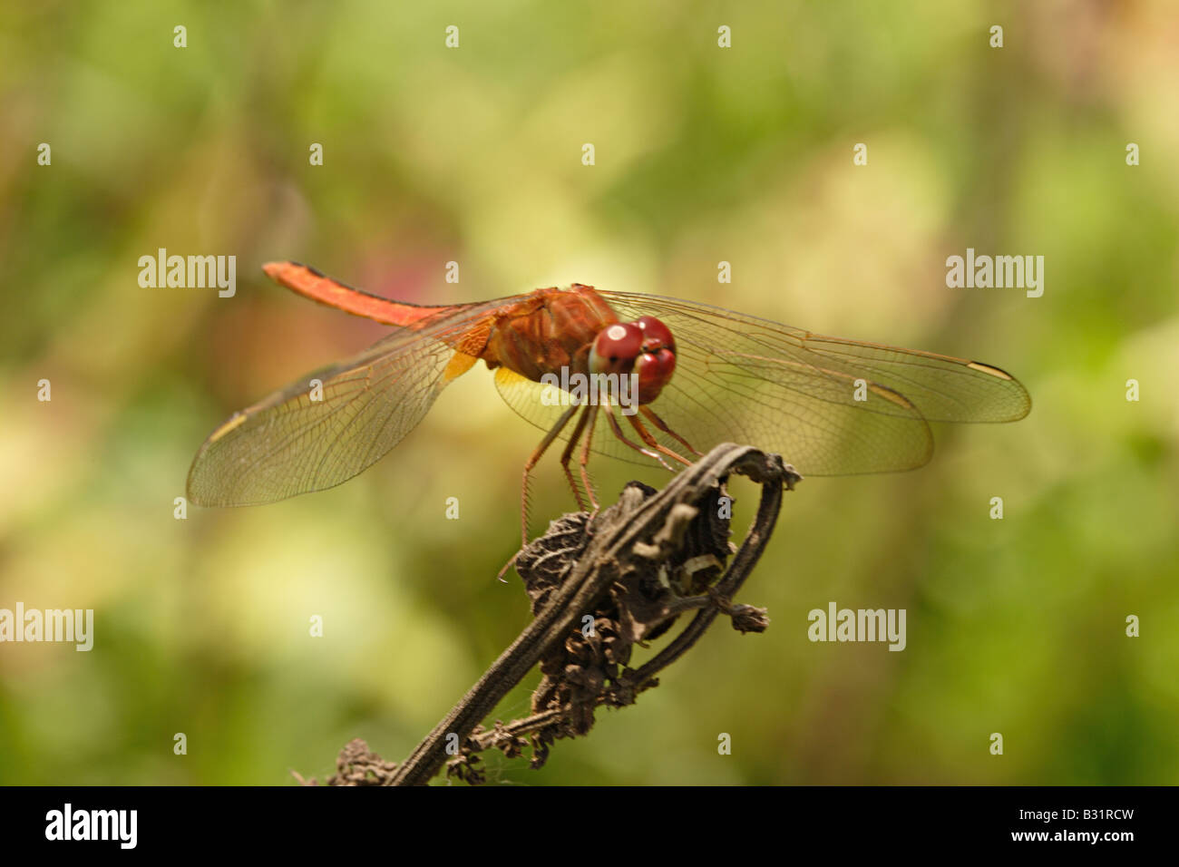 A dragonfly is a type of insect belonging to the order Odonata Stock Photo