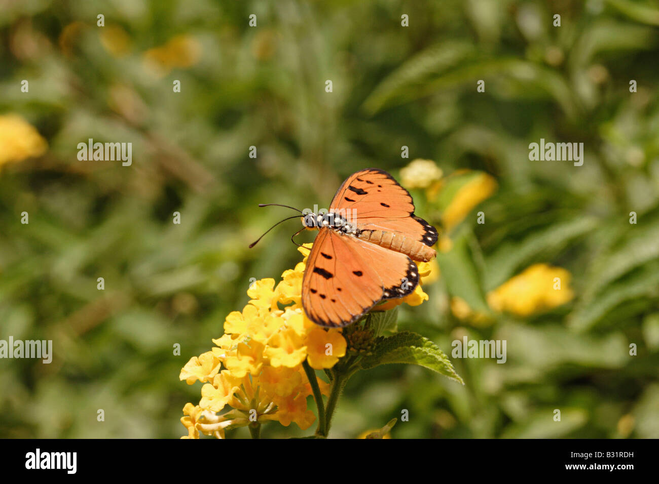 MONARCH BUTTERFLY Danaus plexippus Milkweed butterfly (subfamily Danainae), in the family Nymphalidae. Stock Photo