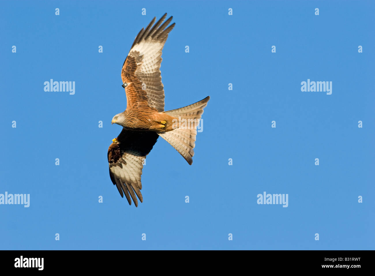 Milvus milvus red kite in Flight Stock Photo