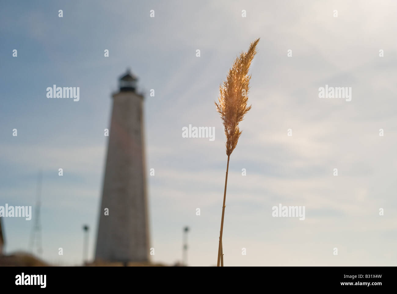 A single strand of sea grass with a lighthouse in distance. Nature in the summer. Stock Photo