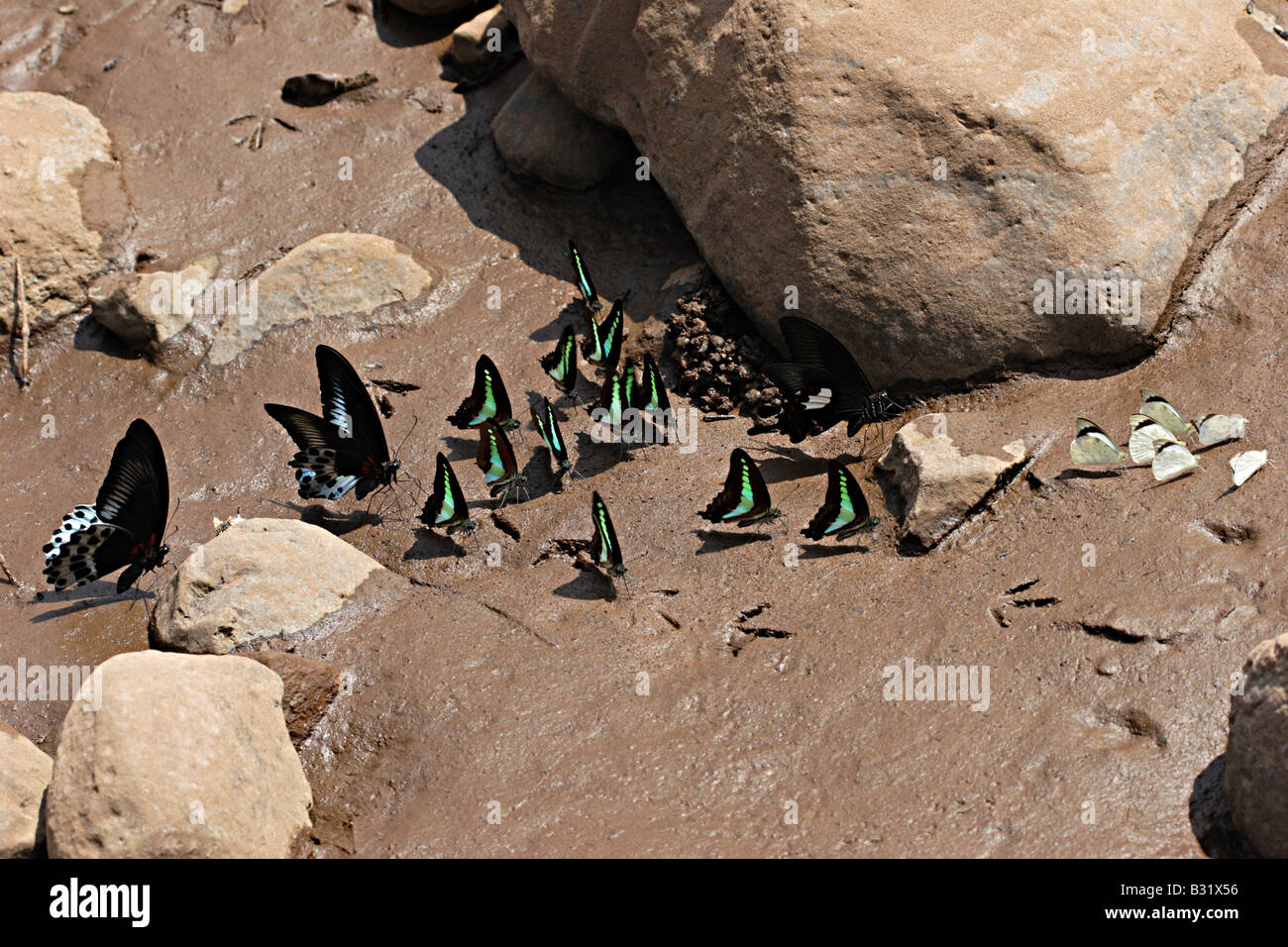 Graphium agamemnon papilionidae butterfly hi-res stock photography and ...