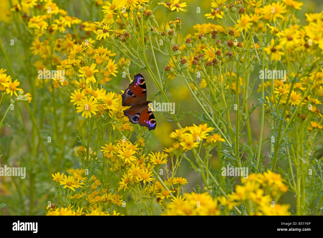 Peacock Butterfly Inachis io on Ragwort Stock Photo