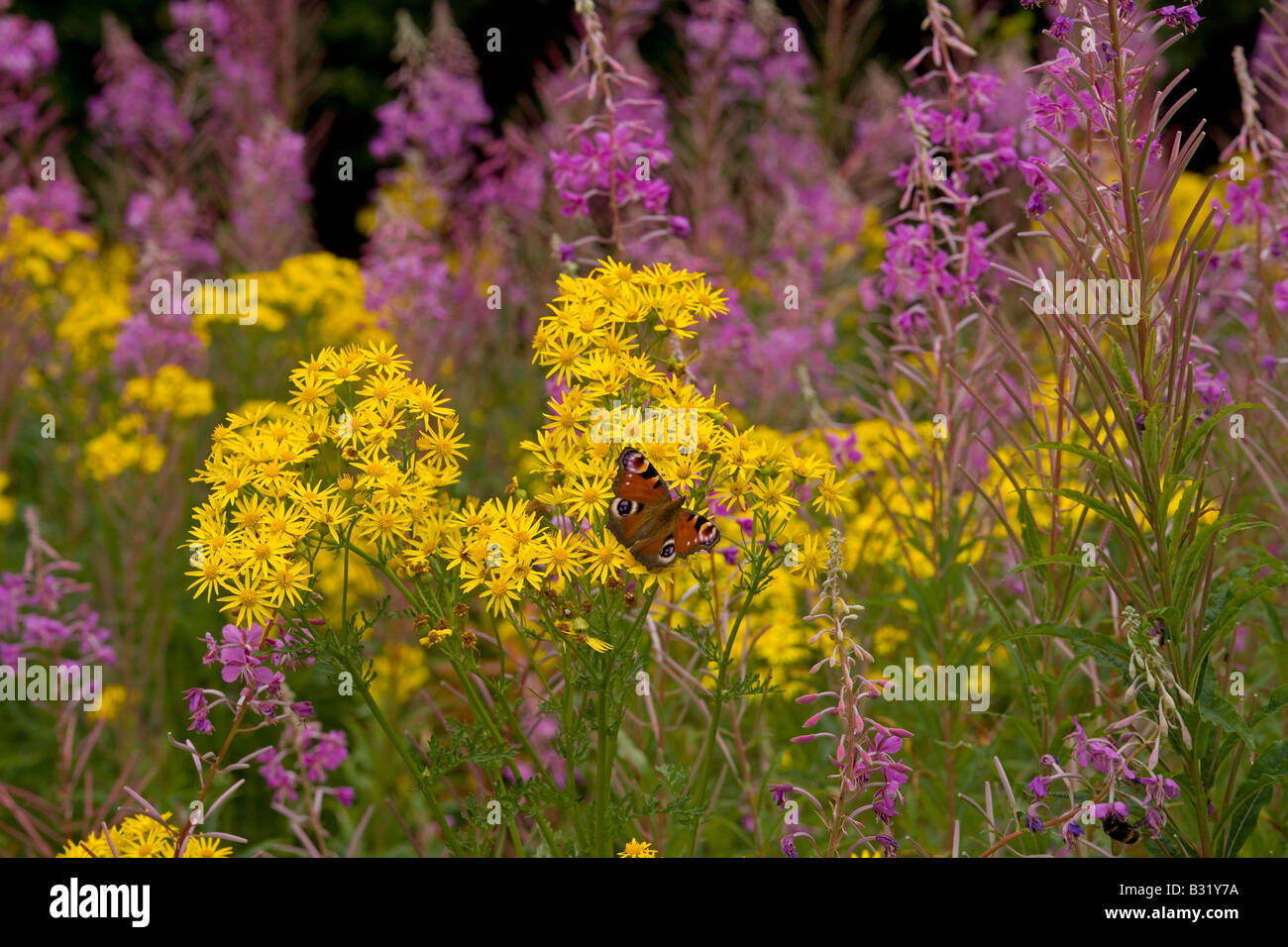 Peacock Butterfly Inachis io on Ragwort with Rose bay willow herb Stock Photo