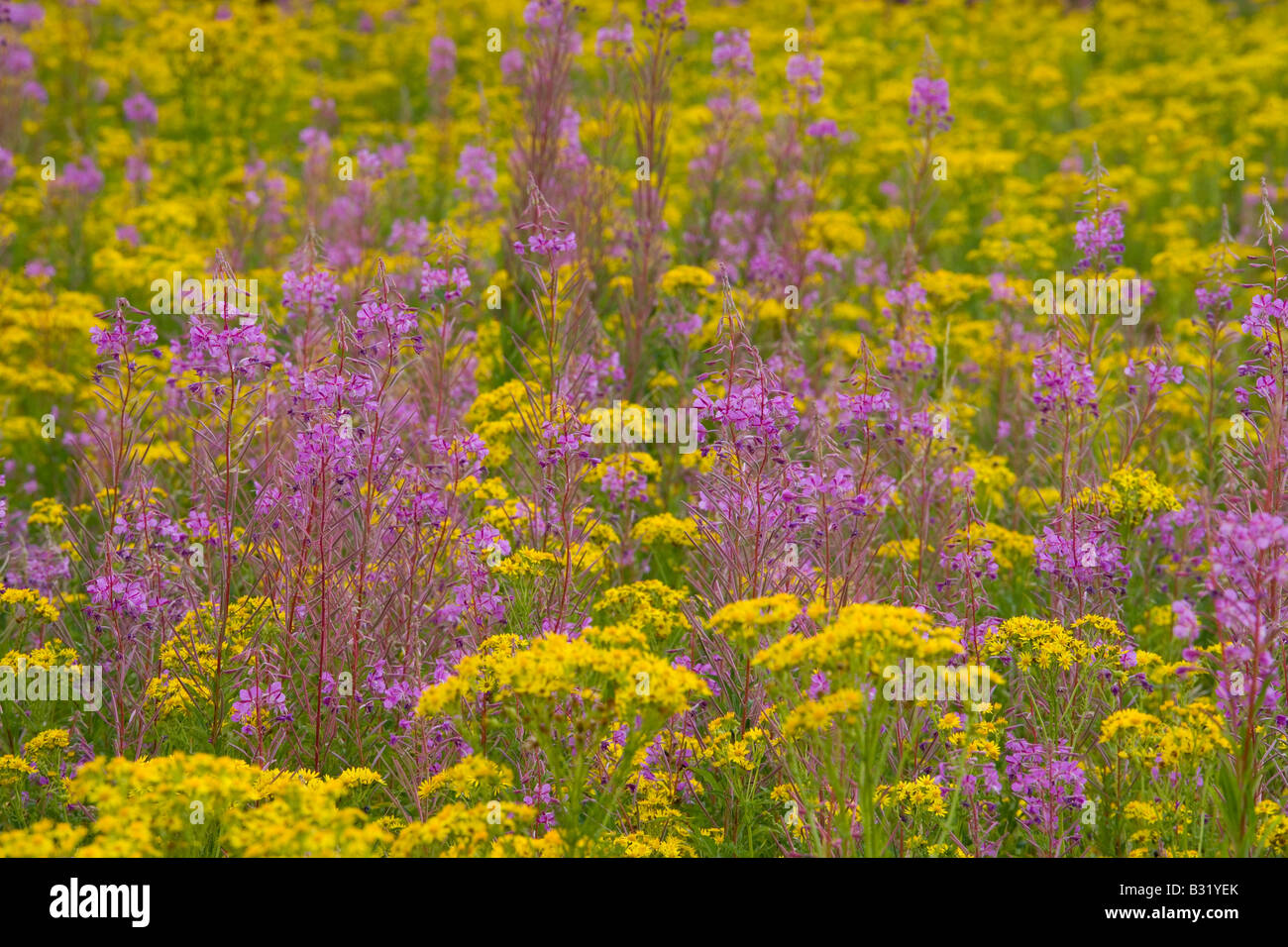 Rosebay willowherb Chamerion angustifolium and Ragwort on Norfolk common land Stock Photo