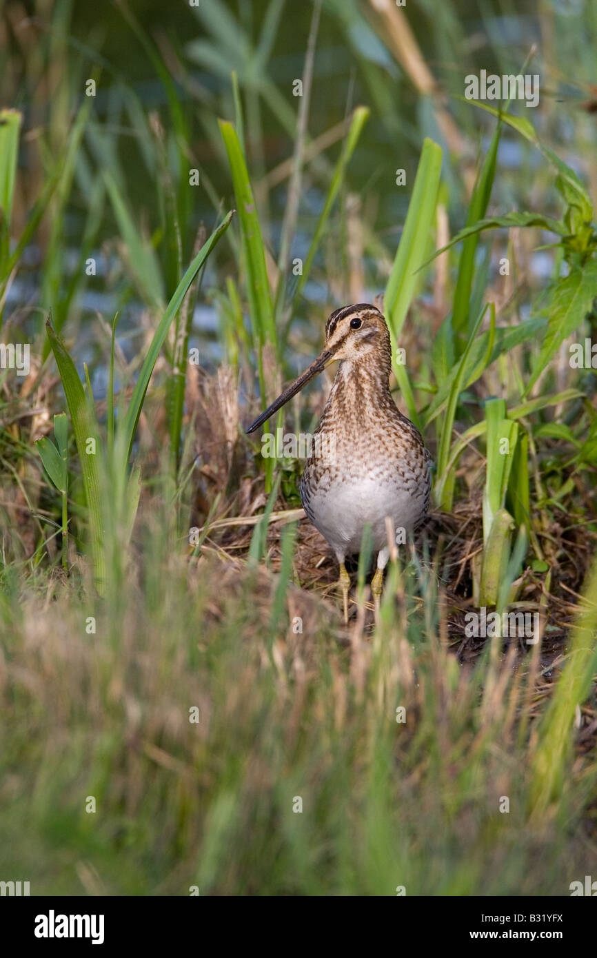 Common Snipe Capella gallinago Stock Photo - Alamy