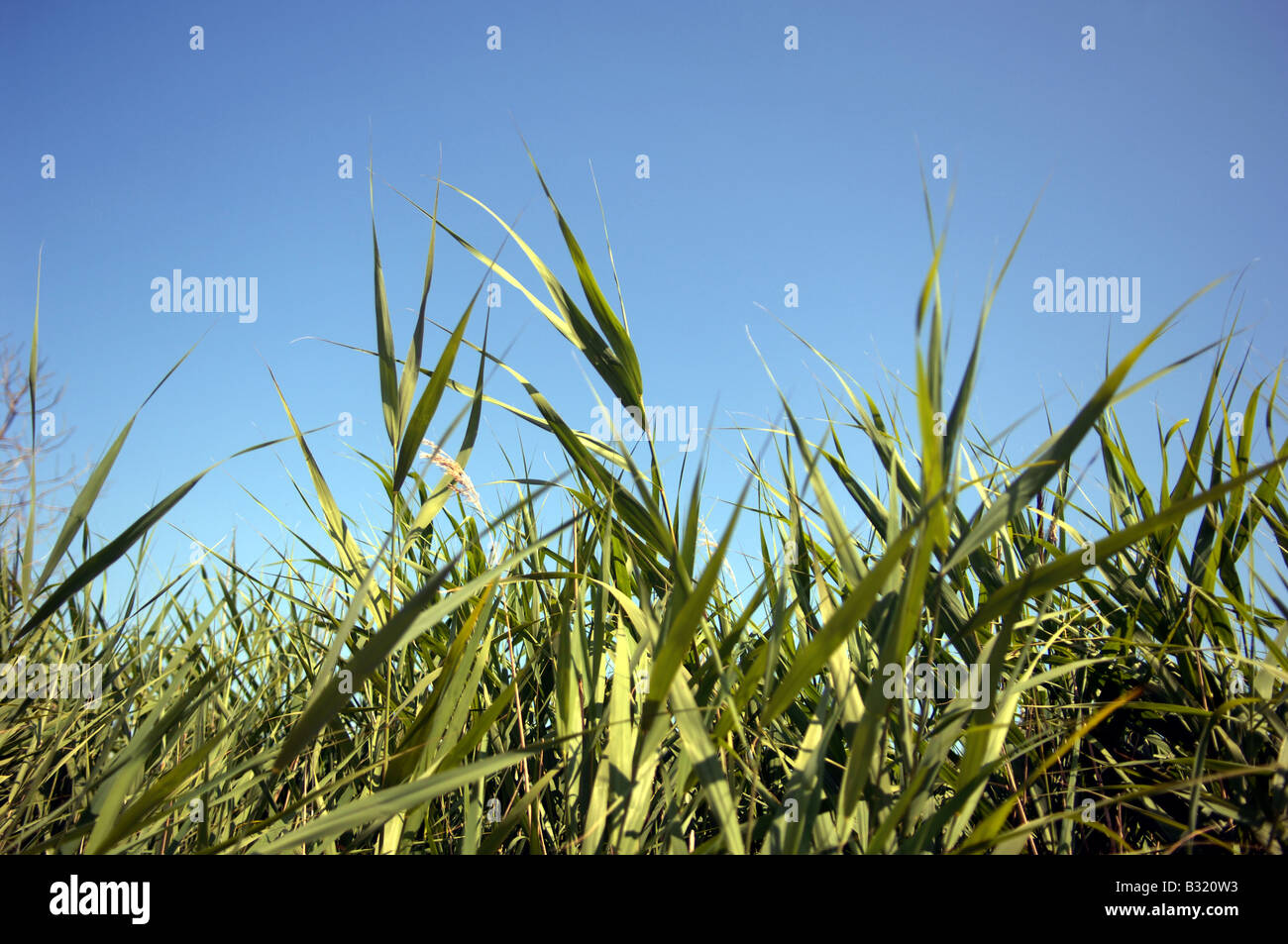 Reed beds against a blue sky at the RSPB nature reserve at Minsmere in Suffolk Stock Photo