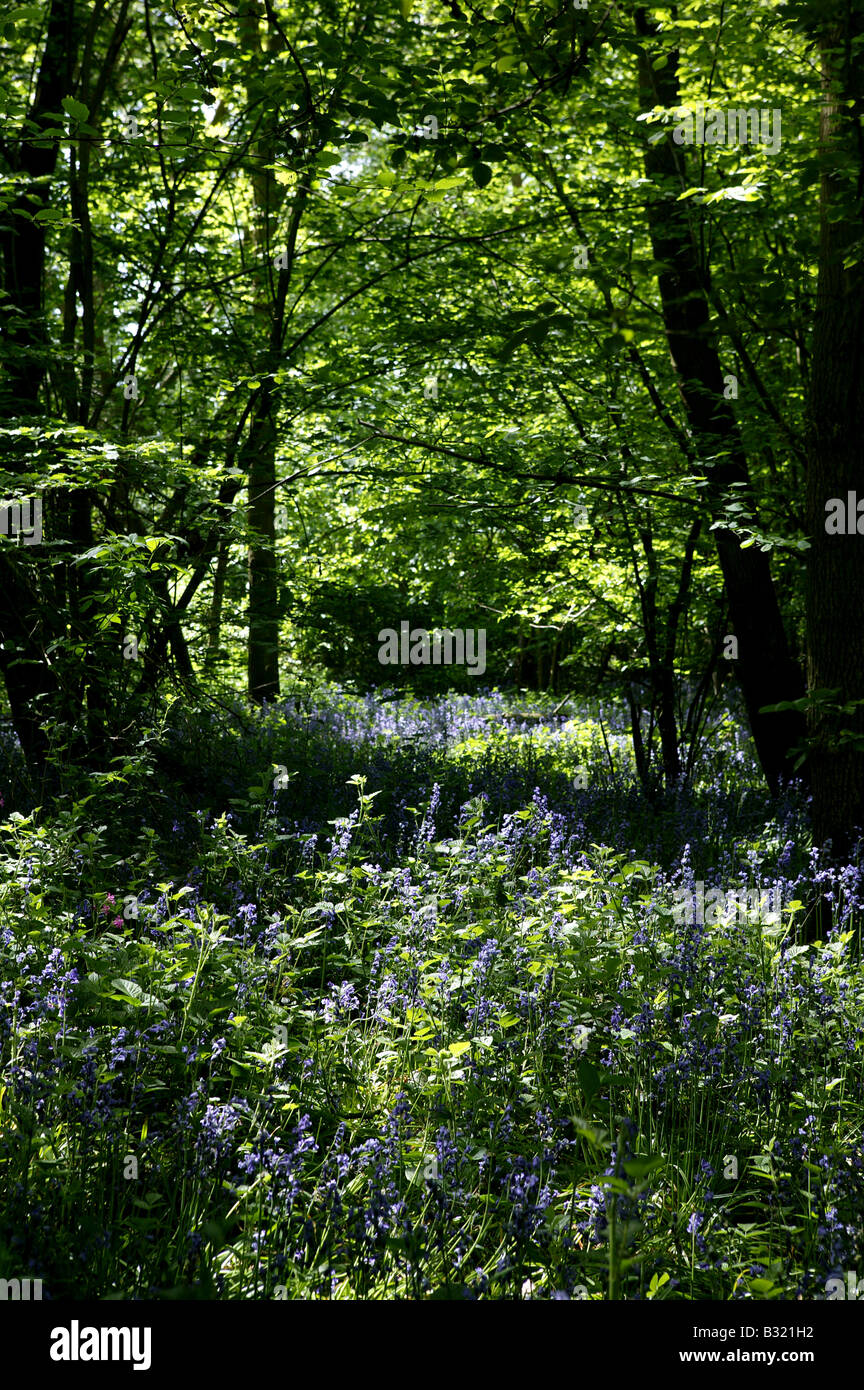 Woodland in May early summer with abundance of bluebelles or Bluebells growing on the woodland floor in an upright format with s Stock Photo