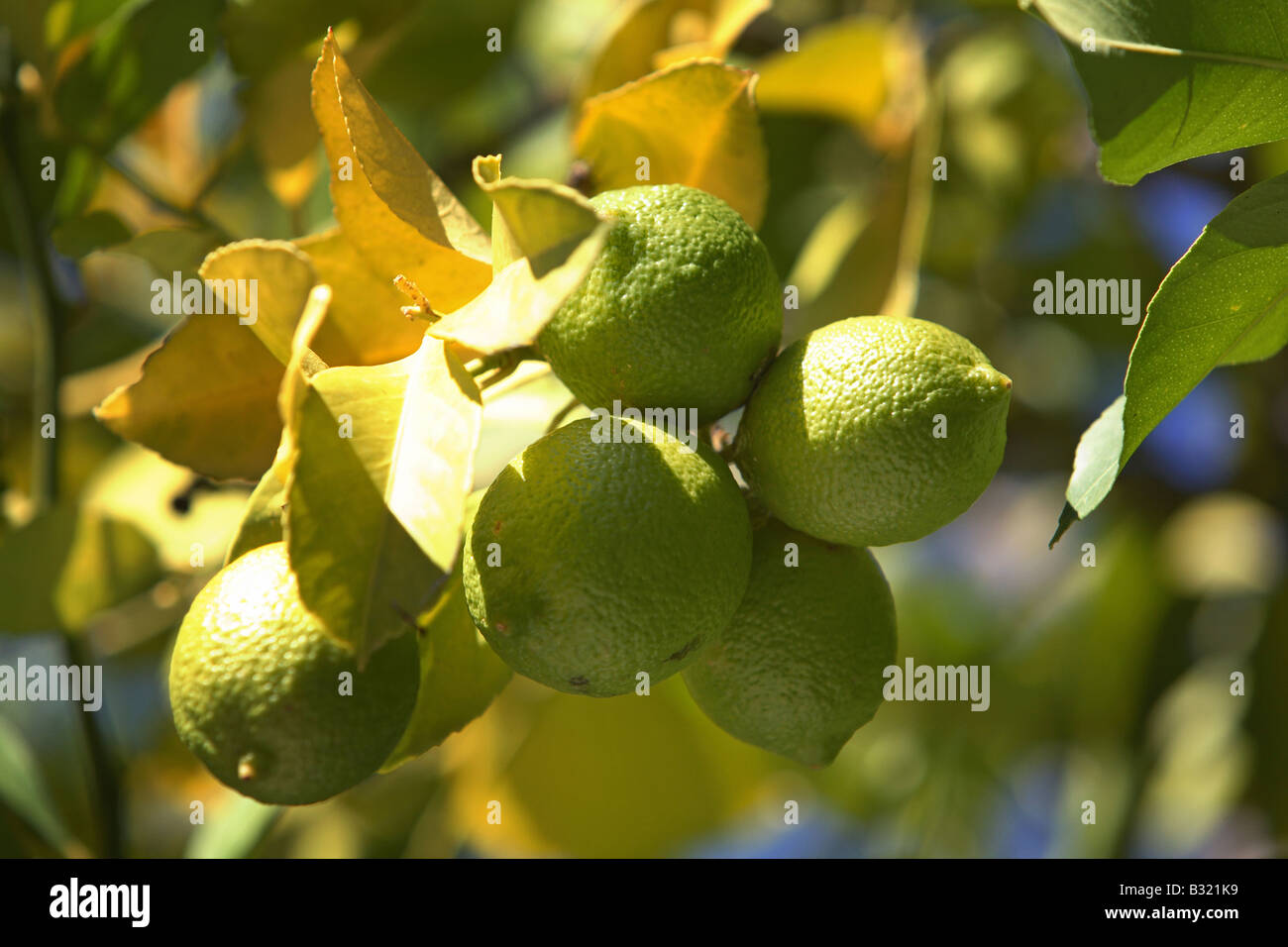 Green lemons hanging from a tree Stock Photo