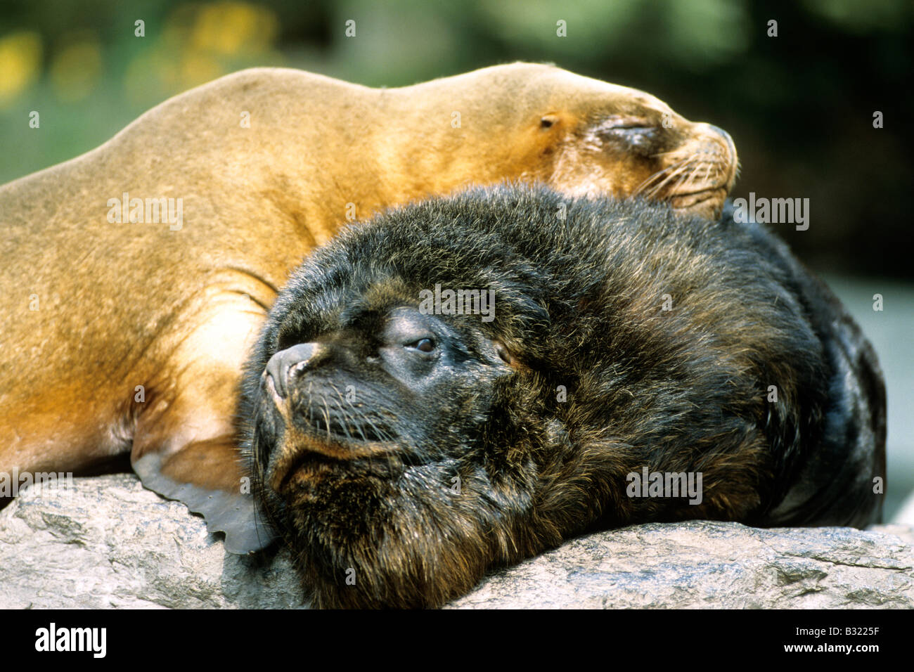 Southern Sea Lion, South American Sea Lion, Patagonian Sea Lion (Otaria bryonia), resting couple Stock Photo