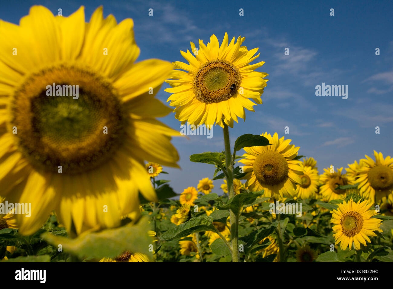 Field with sunflowers Stock Photo - Alamy