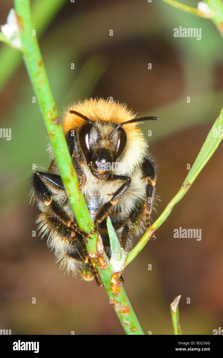 Bumble Bee, Bombus sp. Underside view Stock Photo
