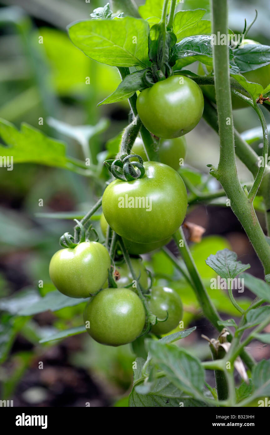 Home grown tomatoes Stock Photo
