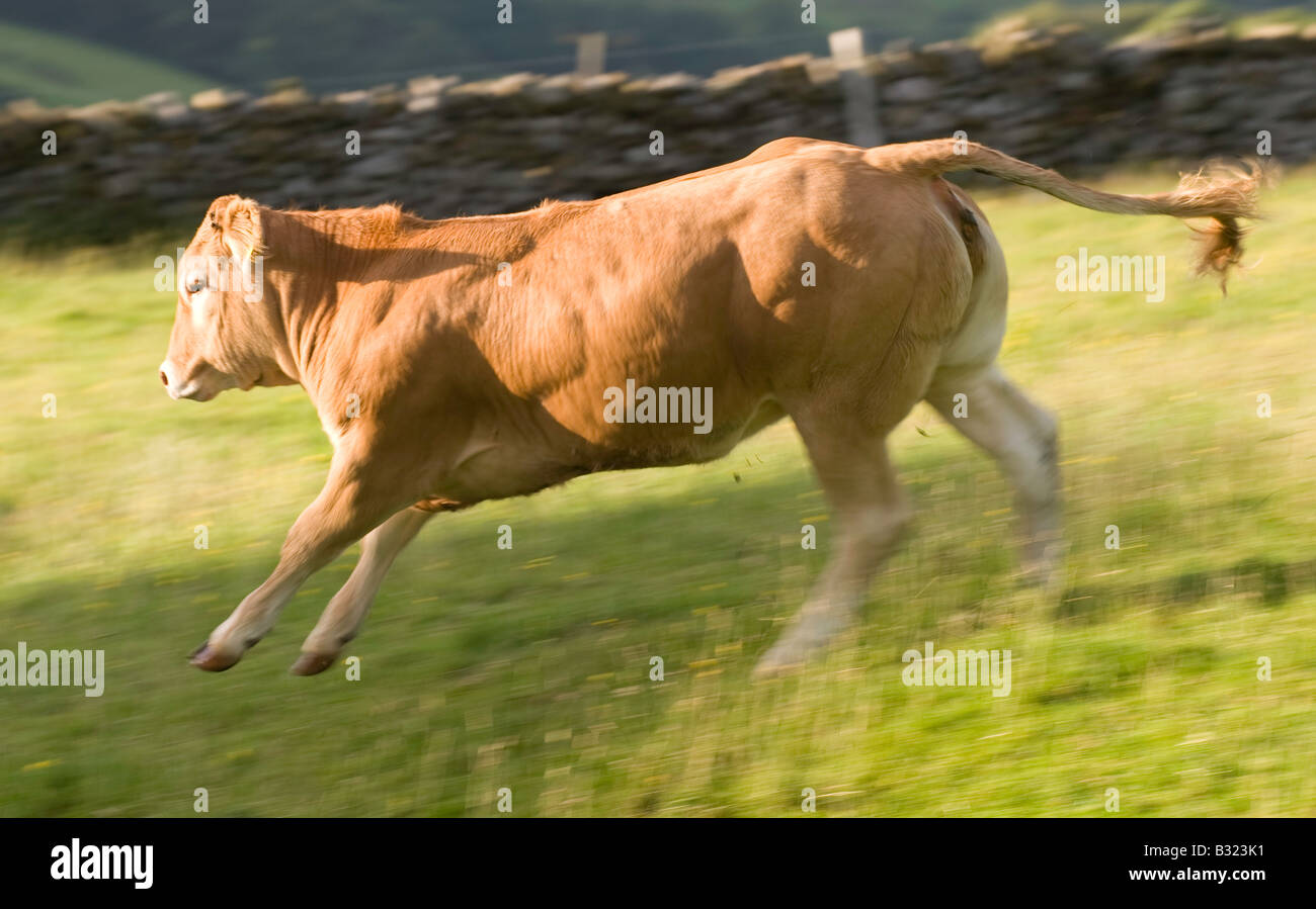 Running cow hi-res stock photography and images - Alamy