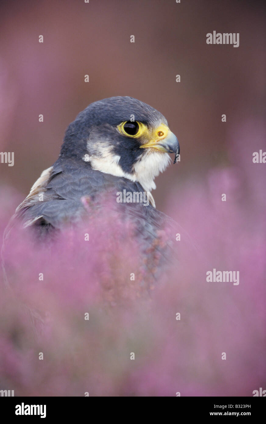 Peregrine Falcon (Falco peregrinus), portrait of adult amongst flowering heather Stock Photo