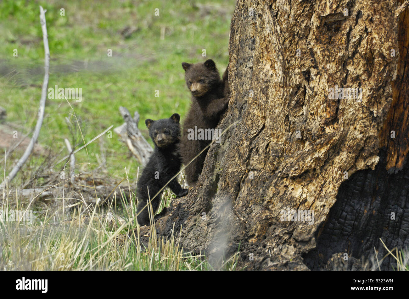 Cinnamon and black bear babies Stock Photo